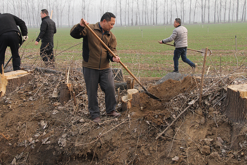 博農(nóng)集團領導、基層黨政負責人等同志積極參加植樹活動